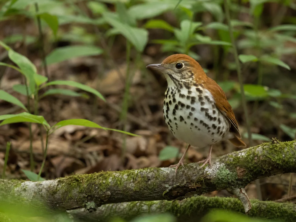 A Wood Thrush perched on a mossy branch in a green forest understory